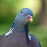 Google-pigeon